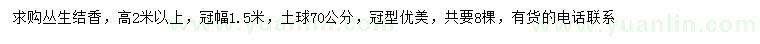 求購(gòu)高2米以上叢生結(jié)香