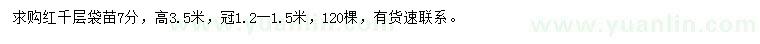 求購高3.5米紅千層