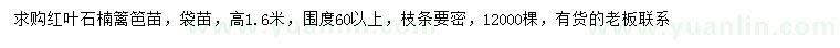 求購高1.6米紅葉石楠