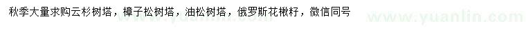 求購云杉樹塔、樟子松樹塔、油松等