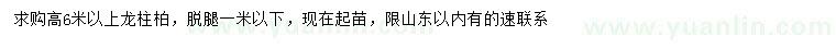 求購高6米以上龍柱柏
