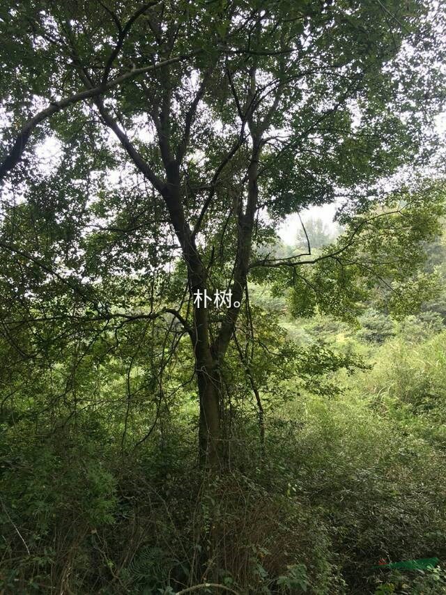 我公司供應樸樹 5-30公分樸樹 有需要的老板可以聯(lián)系