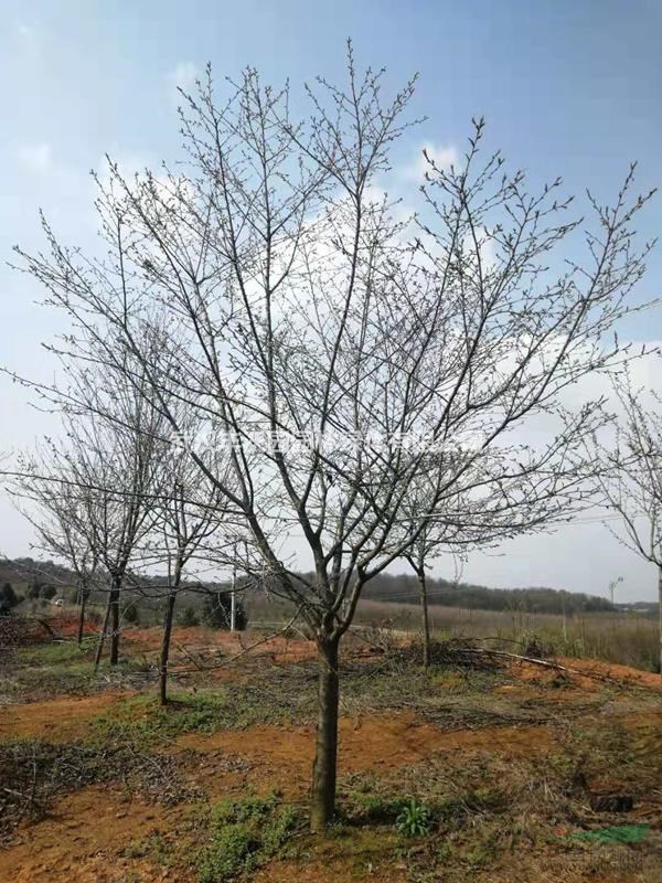武汉丰沃园园林绿化有限公司苗圃提供胸径4-12cm樱花