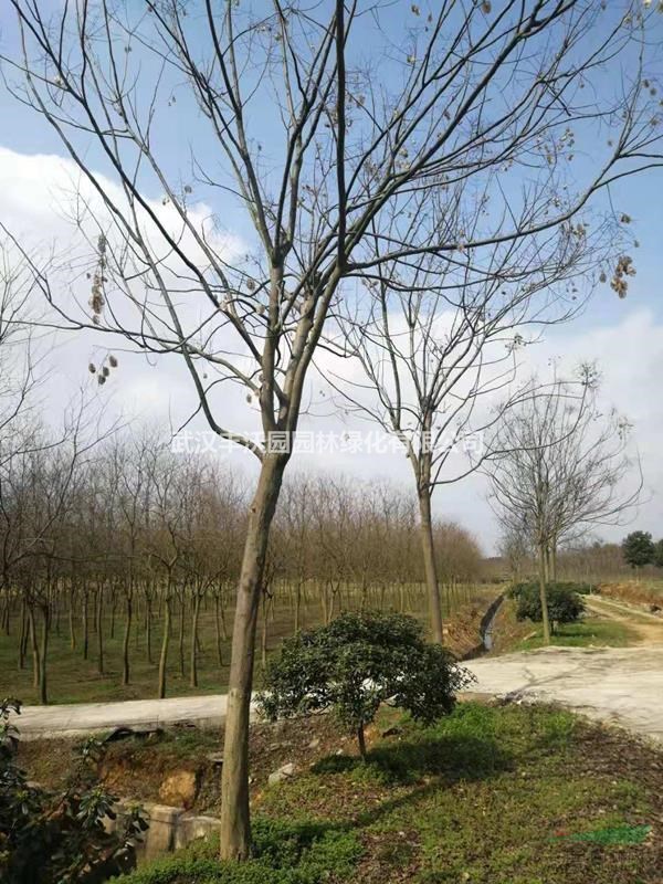 武汉丰沃园园林绿化有限公司苗圃提供胸径5-15cm栾树