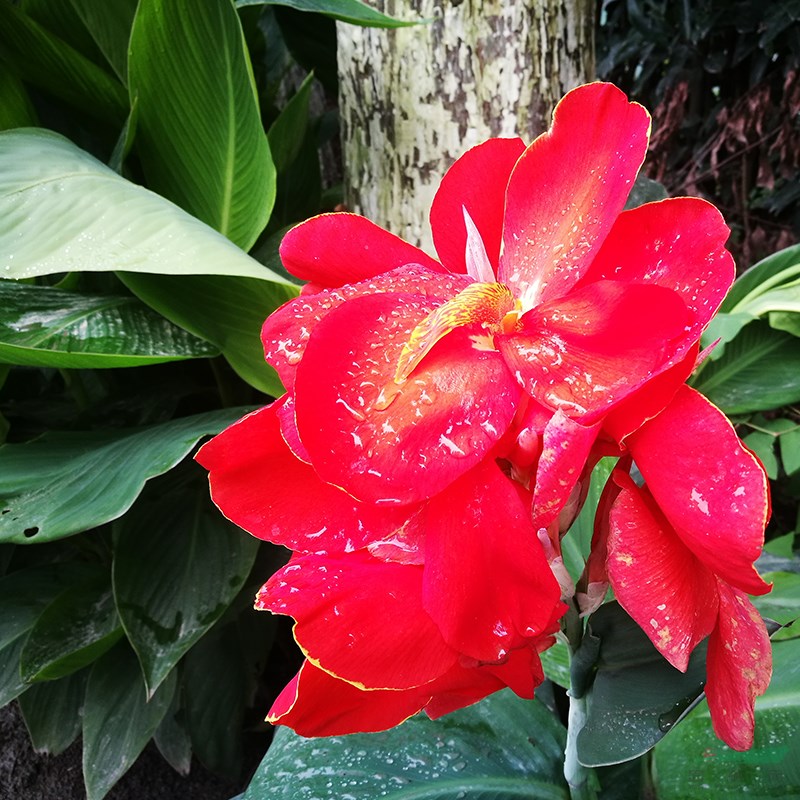 溫州蓮情紅花美人蕉 水生美人蕉 矮腳美人蕉 水生植物苗木批發(fā)