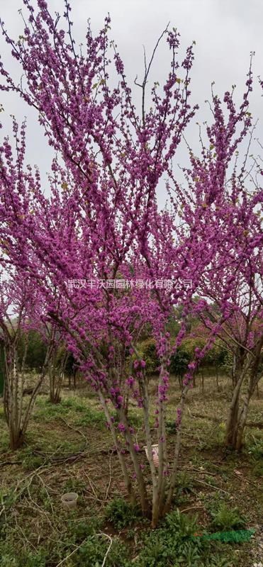 武漢豐沃園園林綠化有限公司苗圃提供叢生紫荊