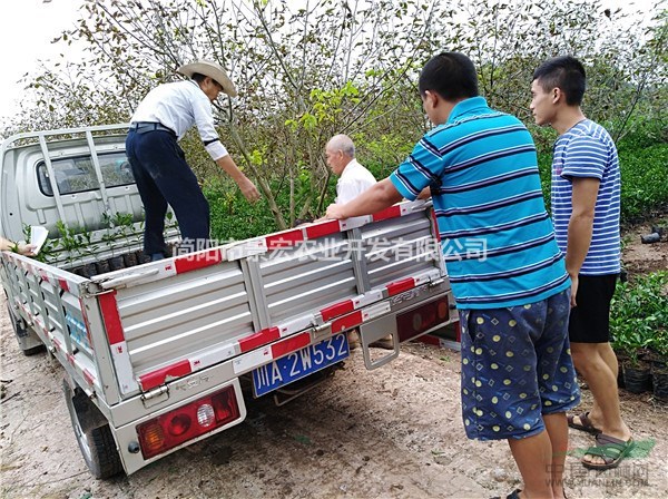 愛媛苗培育苗圃 愛媛地苗杯苗的價格 柑橘的種植季節(jié)