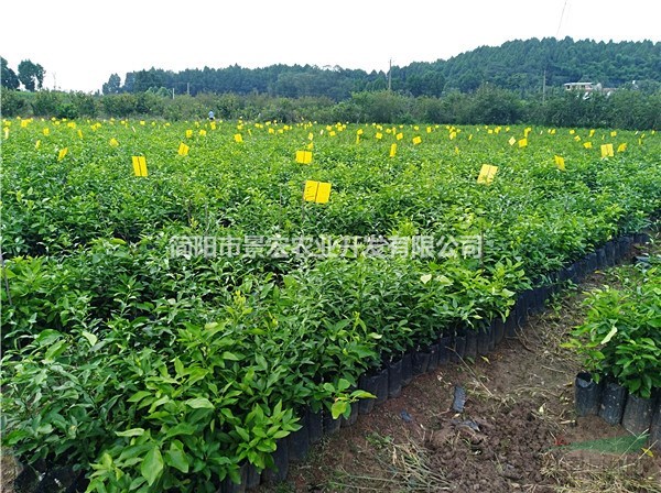 愛媛苗培育苗圃 愛媛地苗杯苗的價格 柑橘的種植季節(jié)