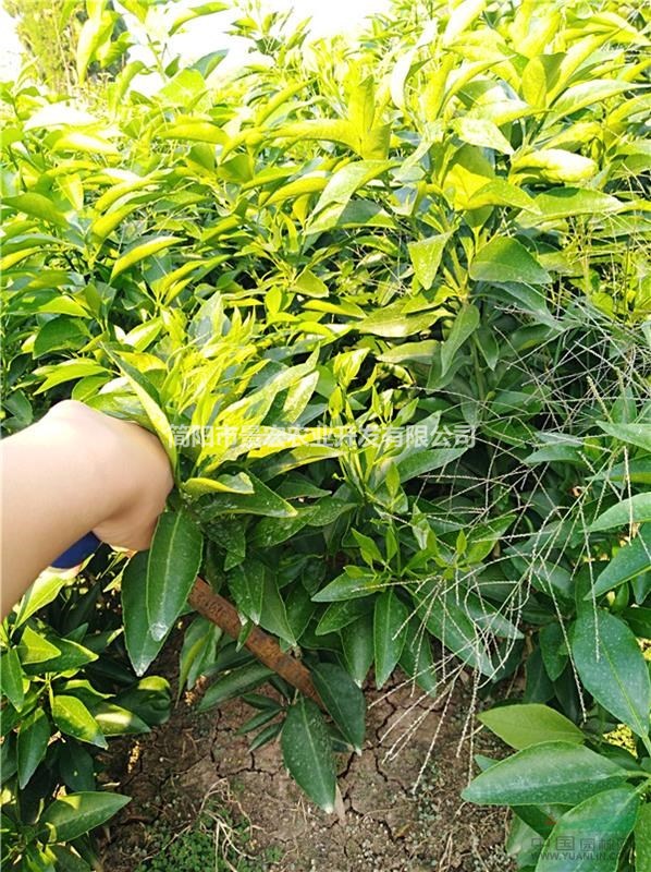 愛媛38號嫁接苗 愛媛杯苗批發(fā) 高度20-40公分苗