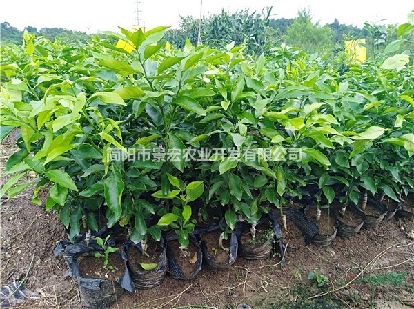 愛媛38號嫁接苗 愛媛杯苗批發(fā) 高度20-40公分苗