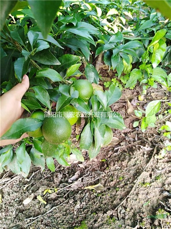 早熟愛媛柑橘品種 哪里有愛媛柑橘苗賣 愛媛的甜度如何