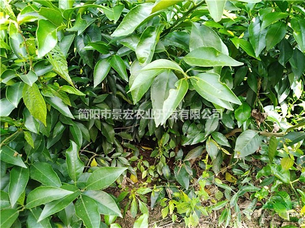 愛媛苗培育基地 愛媛地苗杯苗的價格 高度20-40公分苗