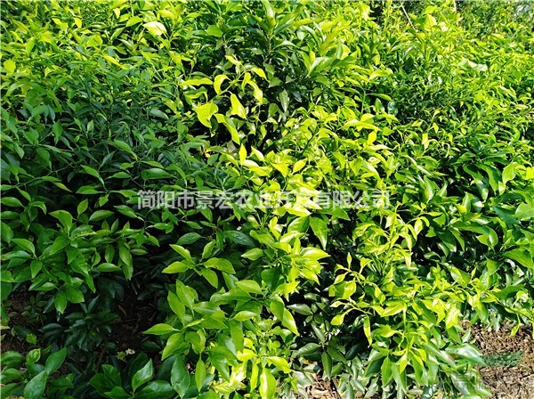 愛媛苗培育基地 愛媛地苗杯苗的價格 高度20-40公分苗