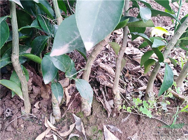愛媛苗培育基地 愛媛地苗杯苗的價格 批發(fā)柑橘杯苗地苗