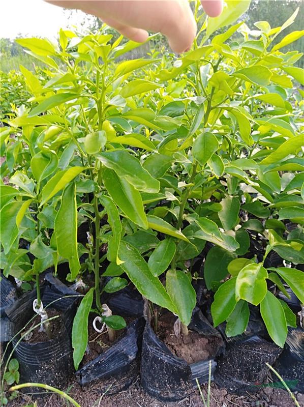愛媛苗培育基地 愛媛地苗杯苗的價格 批發(fā)柑橘杯苗地苗