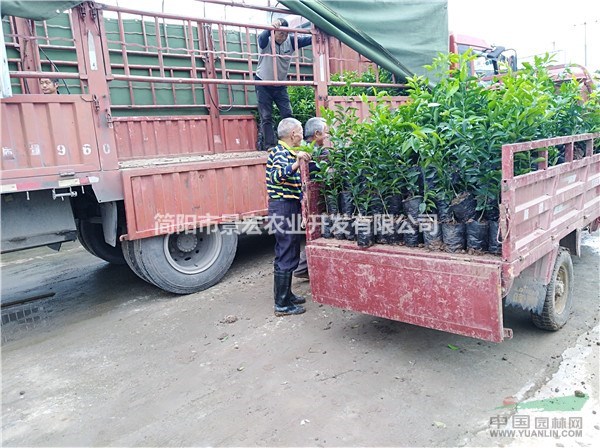 柑橘苗 柑橘苗大型苗圃在哪里 柑橘的種植季節(jié)
