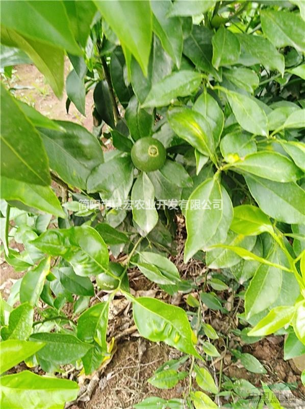 柑橘苗 柑橘苗大型苗圃在哪里 柑橘的種植季節(jié)