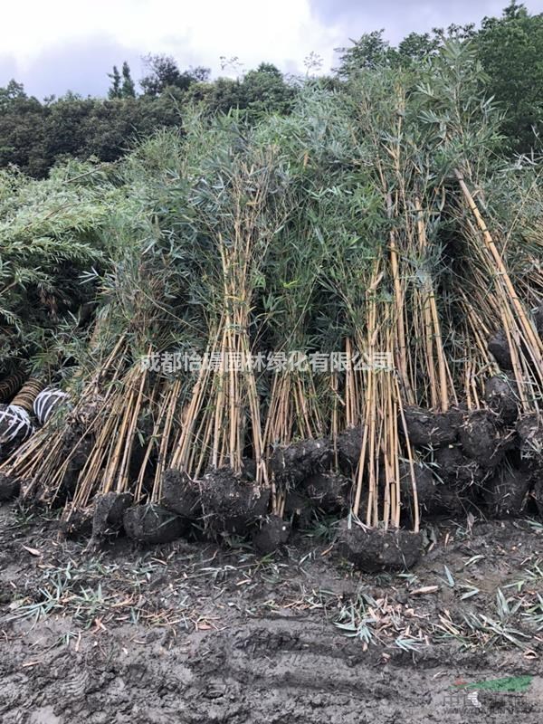 【小琴絲竹價格 竹類植物 小琴絲竹基地 】