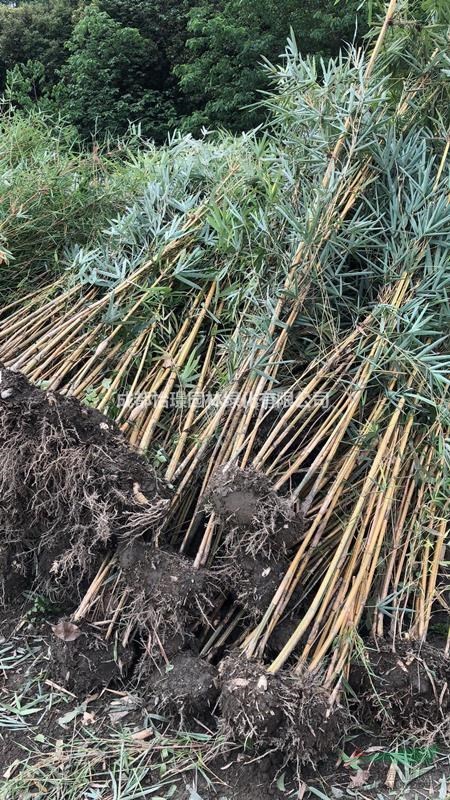 【小琴絲竹價格 竹類植物 小琴絲竹基地 】