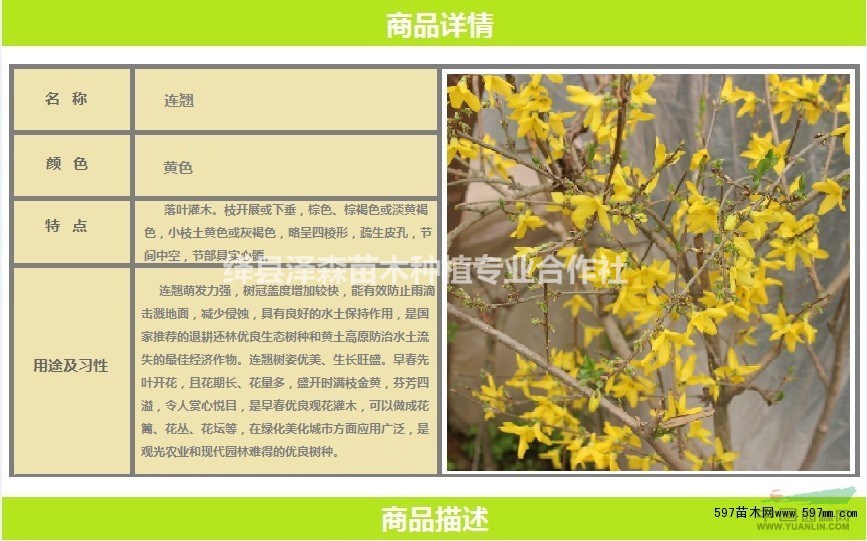 連翹苗基地直銷=藥用連翹苗地徑0.4~0.5粗連翹苗價(jià)格