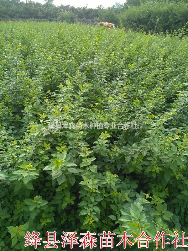 連翹苗基地直銷=藥用連翹苗地徑0.4~0.5粗連翹苗價(jià)格
