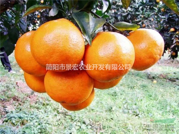 地徑1公分春見苗出售  柑橘苗培育基地 供應柑橘苗