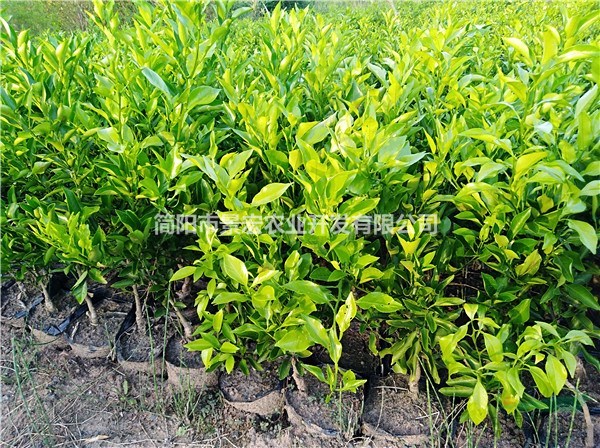 地徑1公分春見苗出售  柑橘苗培育基地 供應柑橘苗
