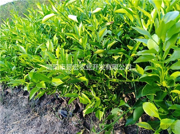 耙耙柑柑橘一年杯苗 哪里有苗木出售 病蟲害防治