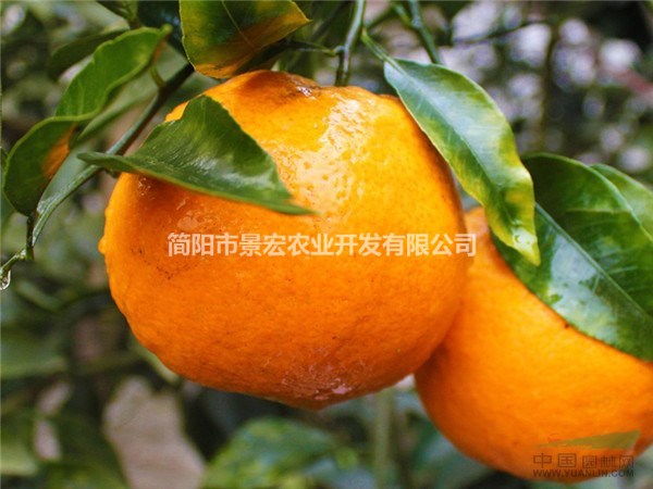 耙耙柑柑橘一年杯苗 哪里有苗木出售 病蟲害防治