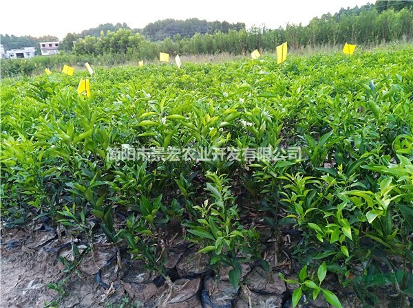 耙耙柑柑橘一年杯苗 柑橘苗培育基地 春見成熟時(shí)間