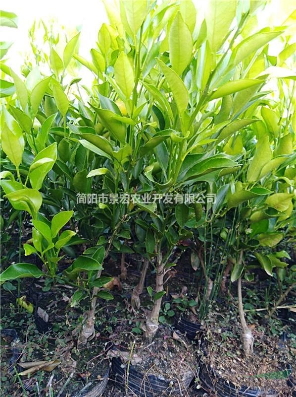 耙耙柑柑橘一年杯苗 柑橘苗培育基地 春見成熟時(shí)間
