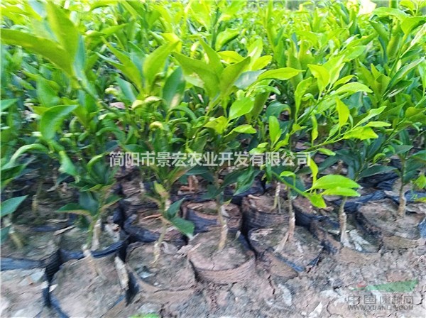 春見(jiàn)柑橘苗 杯苗出售價(jià)格 春見(jiàn)成熟時(shí)間