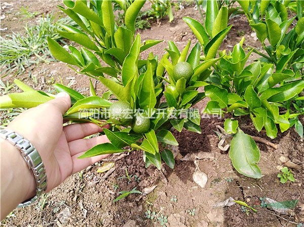耙耙柑柑橘兩年苗 哪里有苗木出售 供應柑橘苗