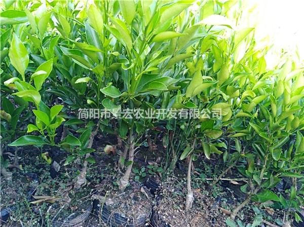耙耙柑柑橘一年杯苗 柑橘苗圃 柑橘苗銷售市場