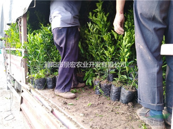 耙耙柑柑橘一年杯苗 柑橘苗圃 柑橘苗銷售市場