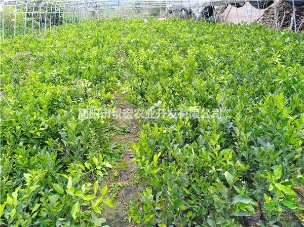 耙耙柑柑橘一年杯苗 柑橘苗培育基地 正宗的柑橘苗