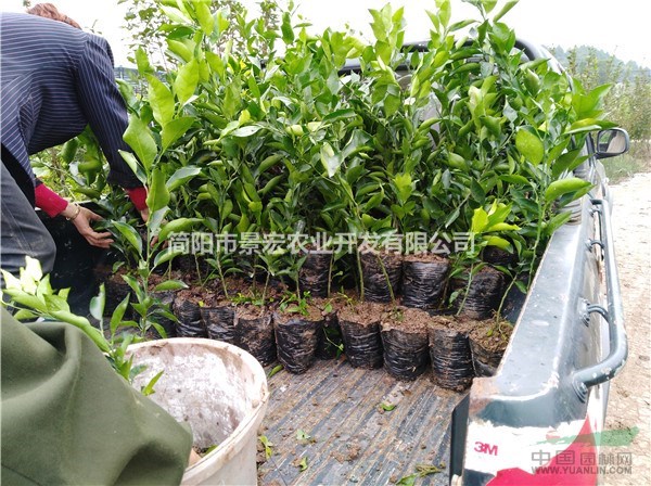 耙耙柑柑橘一年杯苗 柑橘苗培育基地 正宗的柑橘苗