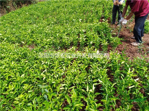 耙耙柑柑橘一年杯苗 苗木批發(fā) 供應(yīng)柑橘苗