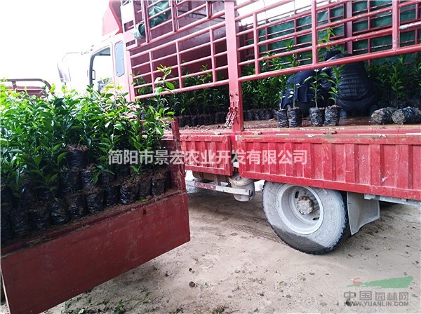 春見柑橘苗 柑橘苗培育基地 春見成熟時(shí)間