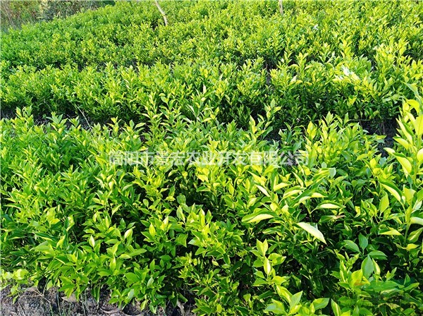 柑橘嫁接苗 杯苗出售價(jià)格 晚熟柑橘品種