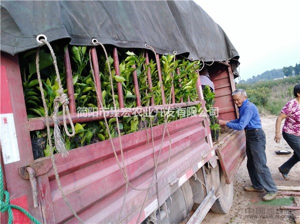 柑橘嫁接苗 杯苗出售價(jià)格 晚熟柑橘品種