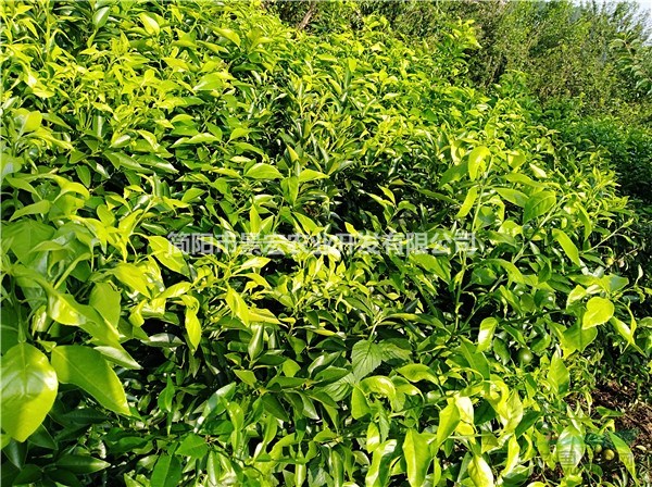 愛媛苗培育基地 愛媛杯苗批發(fā) 高度20-40公分苗
