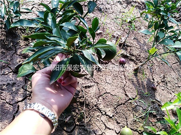 愛媛苗培育基地 愛媛杯苗批發(fā) 高度20-40公分苗