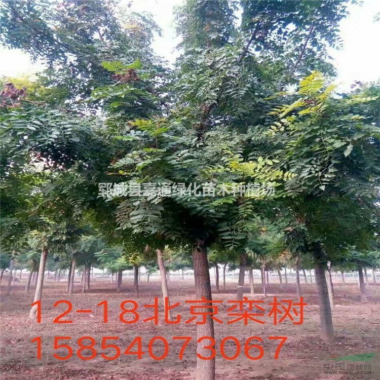 欒樹專業(yè)種植  樹冠直 樹形優(yōu)美  大量供應  歡迎搶購