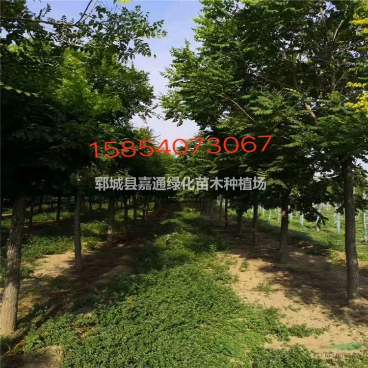 欒樹專業(yè)種植  樹冠直 樹形優(yōu)美  大量供應  歡迎搶購
