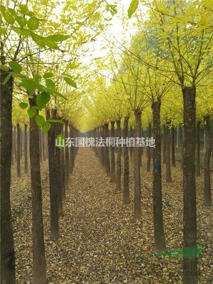 長年出售18公分法桐樹  超低價格