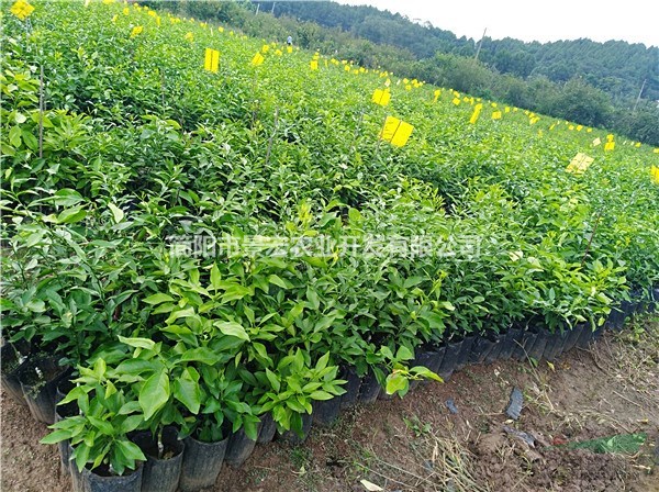 愛媛苗培育苗圃 哪里有愛媛柑橘苗賣 高度20-40公分苗