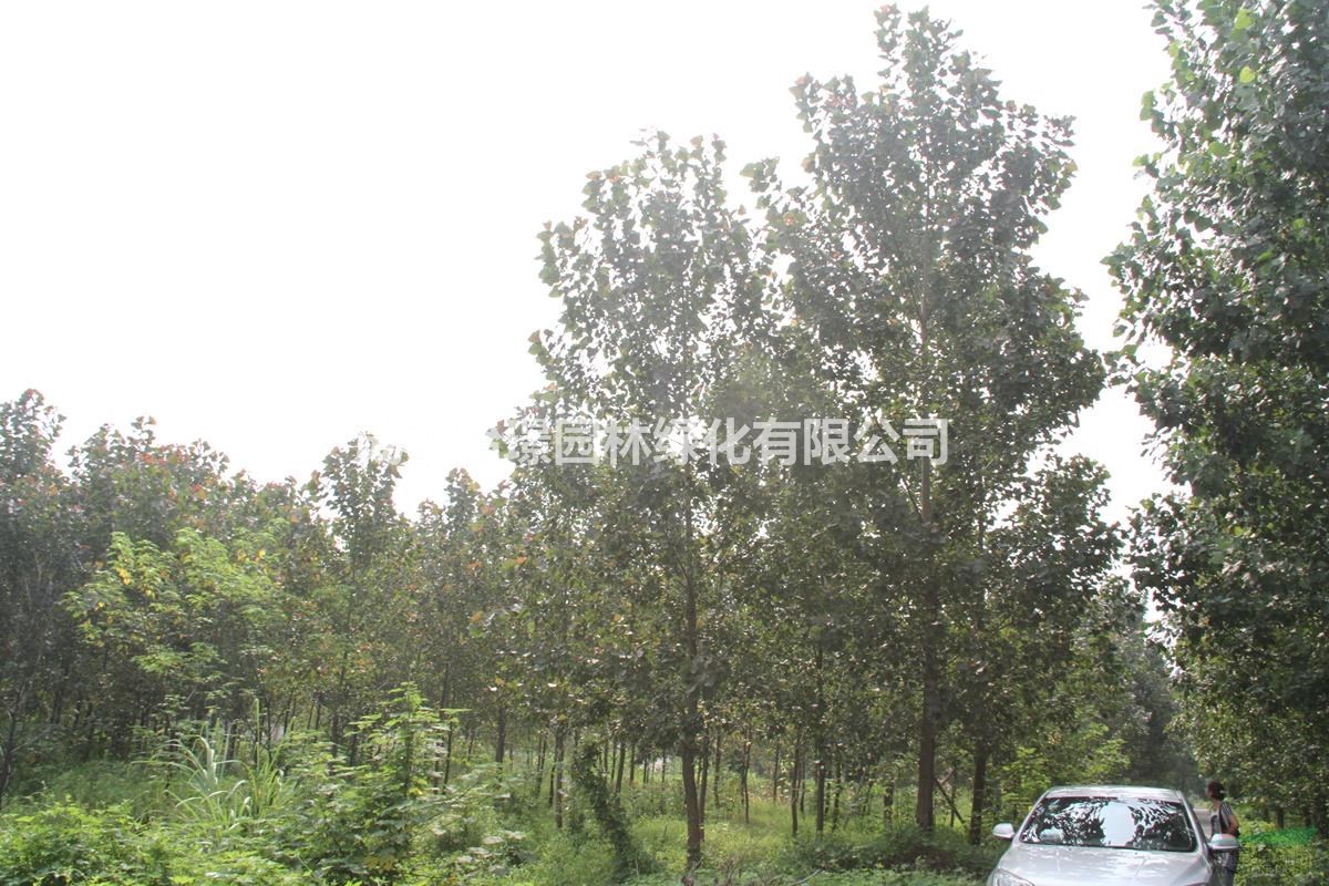 12公分紅葉楊多少錢一顆 哪里有紅葉楊基地 怡璟園林最新價(jià)格