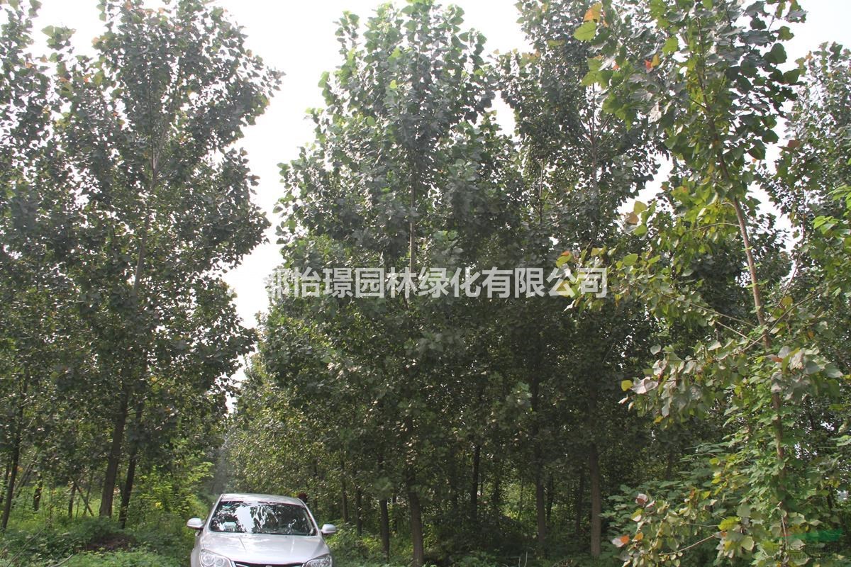 12公分紅葉楊多少錢一顆 哪里有紅葉楊基地 怡璟園林最新價(jià)格