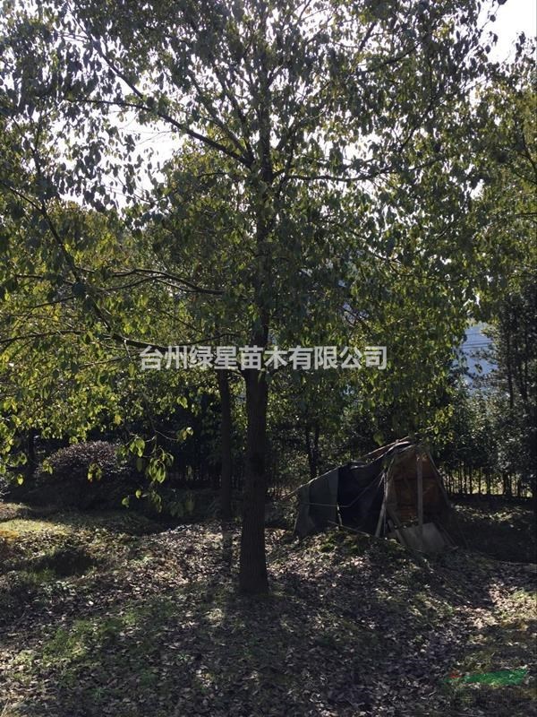 香樟